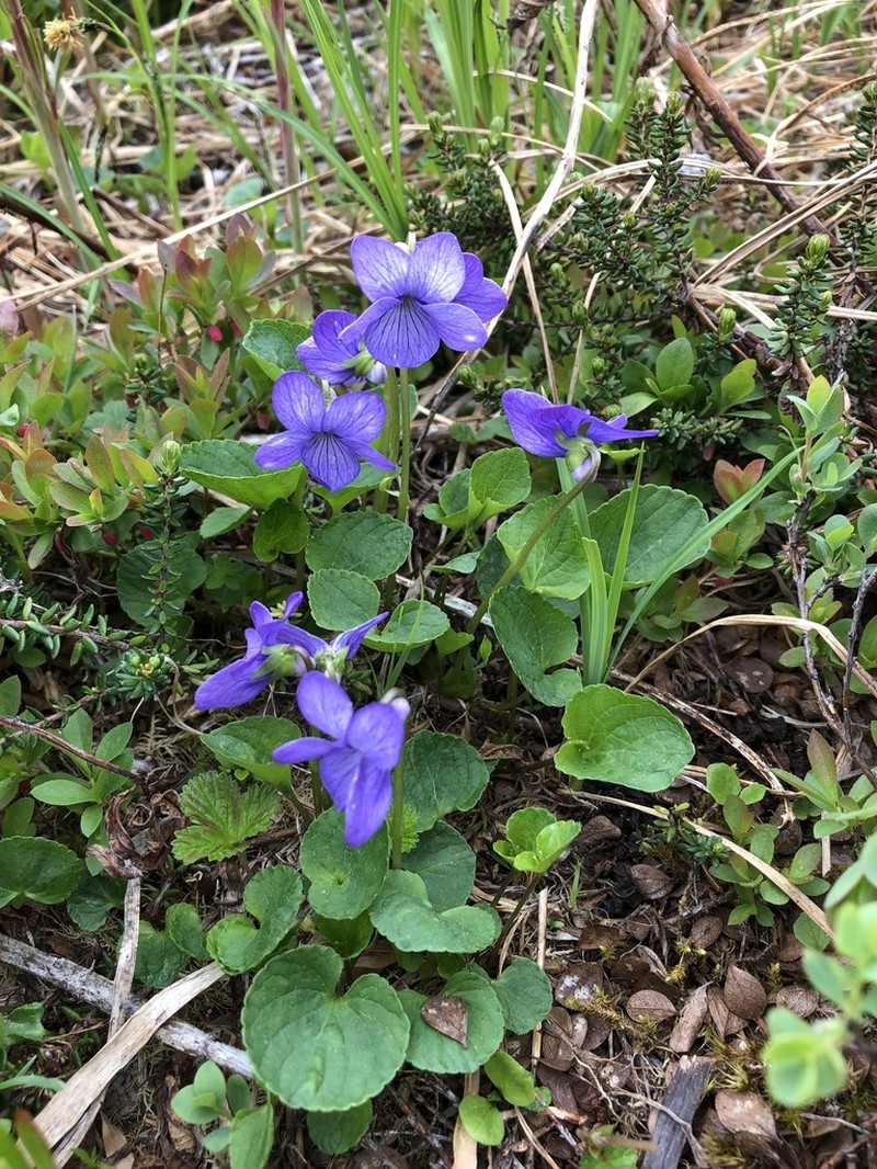 Aleutian Violet photo 7