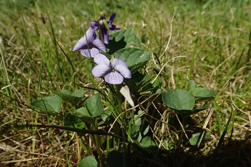 Aleutian Violet photo 8