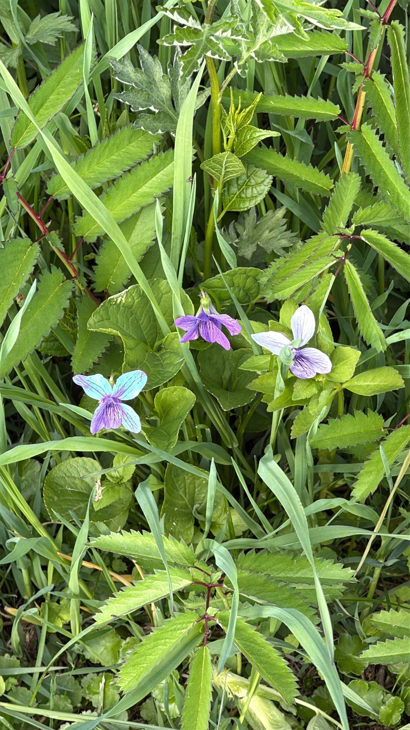 Viola langsdorffii subsp. sachalinensis