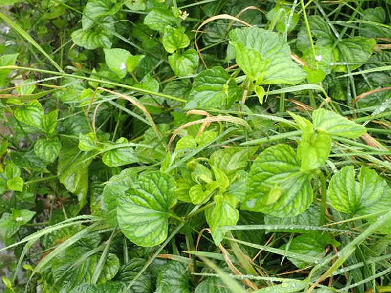 Viola langsdorffii subsp. sachalinensis photo 2