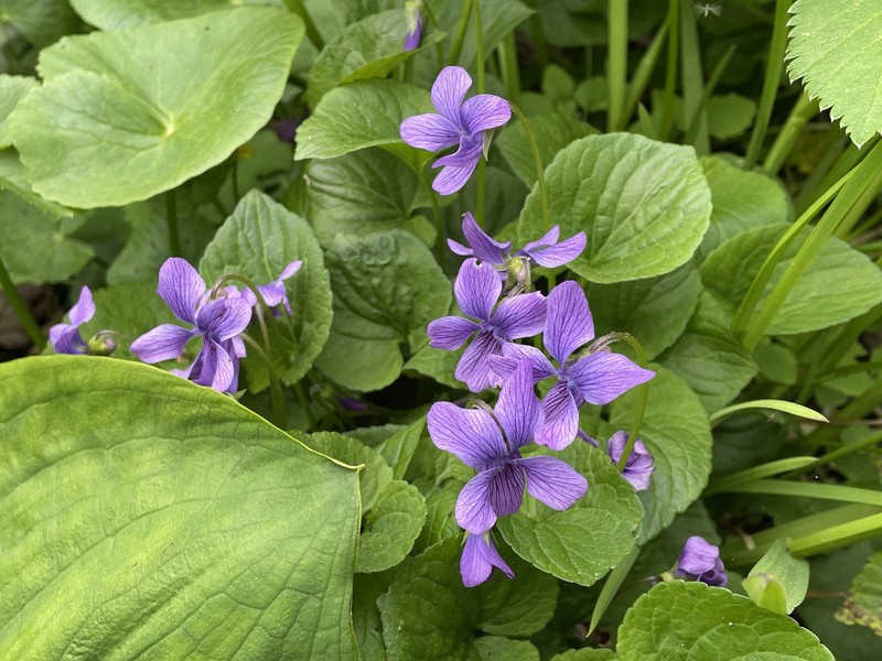Viola langsdorffii subsp. sachalinensis photo 3