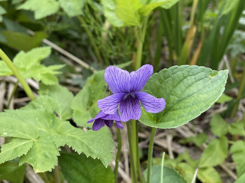 Viola langsdorffii subsp. sachalinensis photo 4
