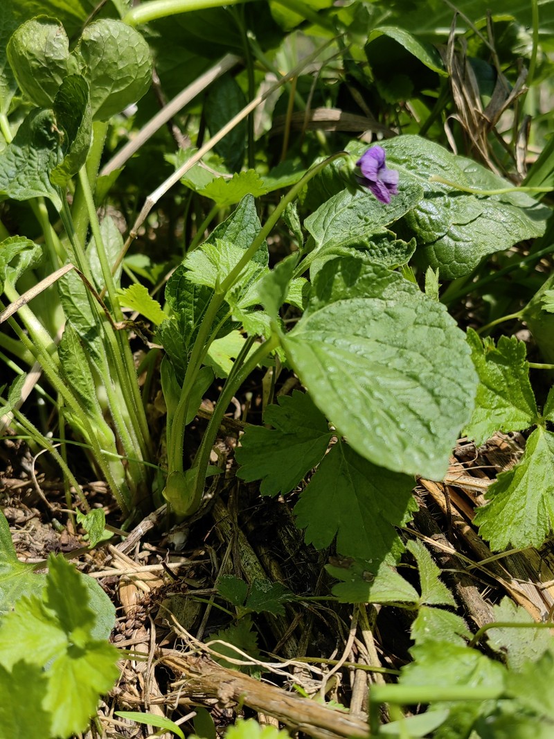 Viola langsdorffii subsp. sachalinensis photo 5