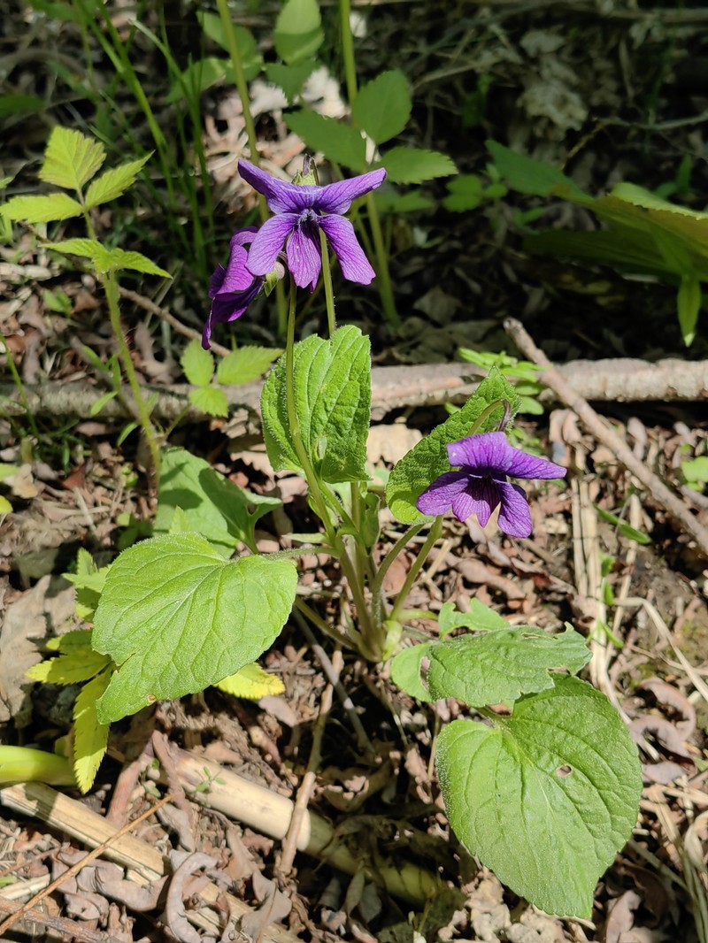 Viola langsdorffii subsp. sachalinensis photo 6