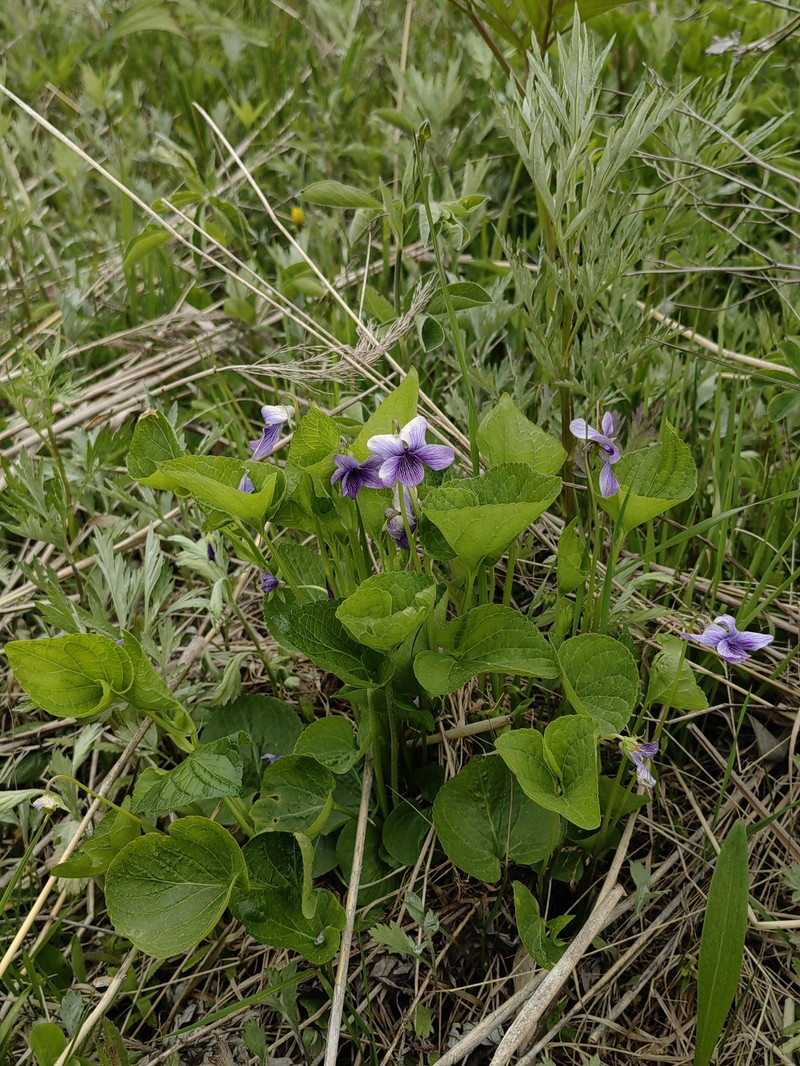Viola langsdorffii subsp. sachalinensis photo 7