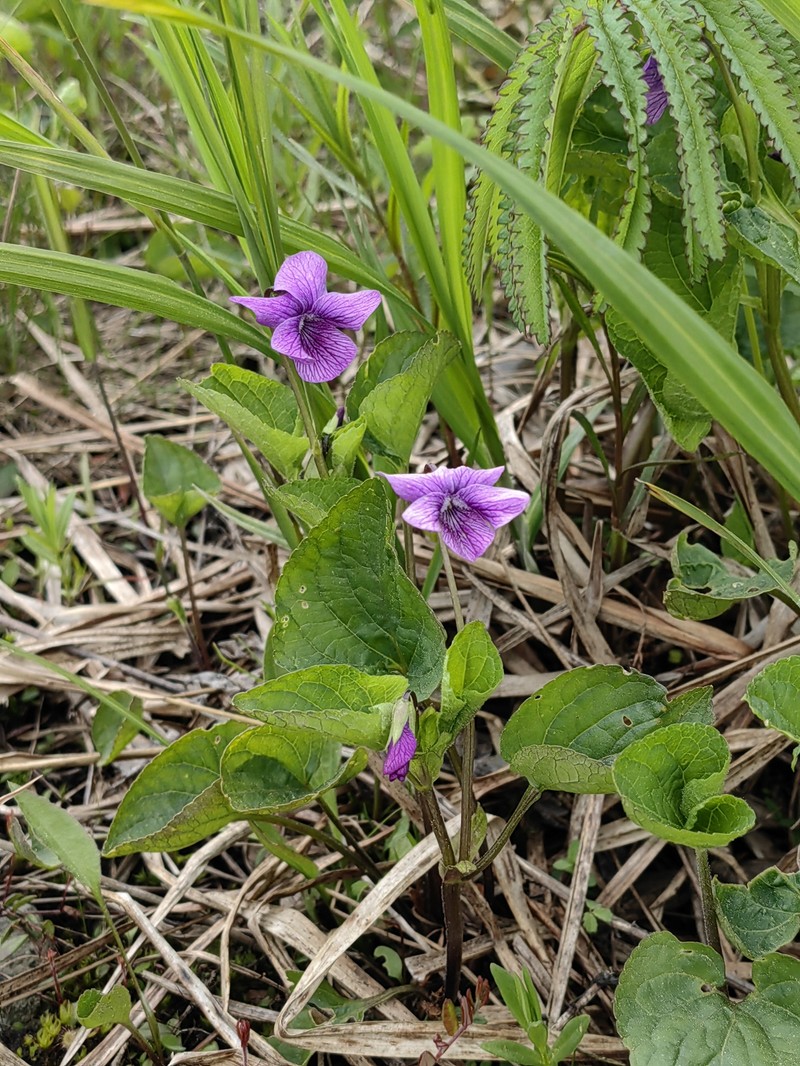 Viola langsdorffii subsp. sachalinensis photo 8