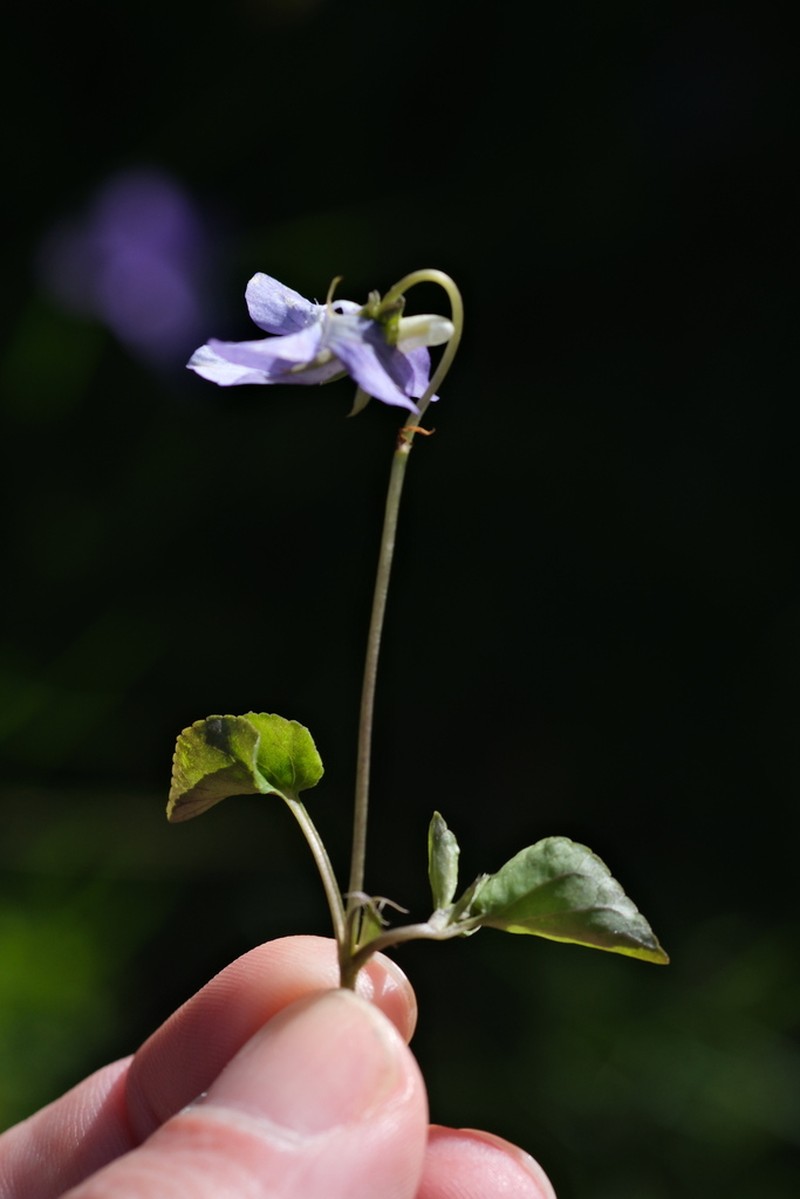 Viola laricicola