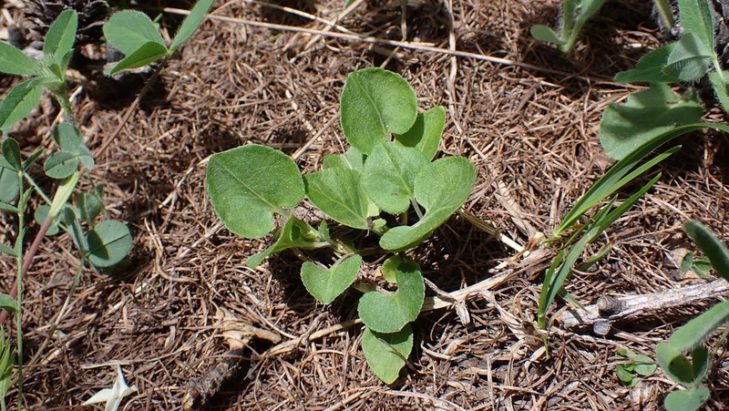 Viola laricicola photo 2