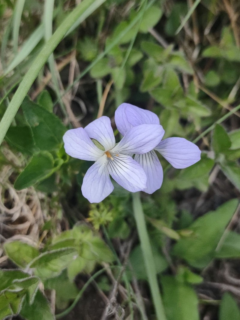 Viola laricicola photo 3