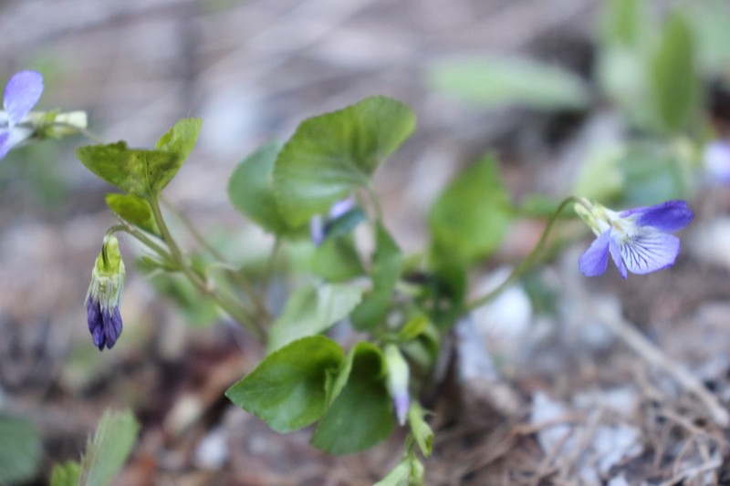 Viola laricicola photo 4