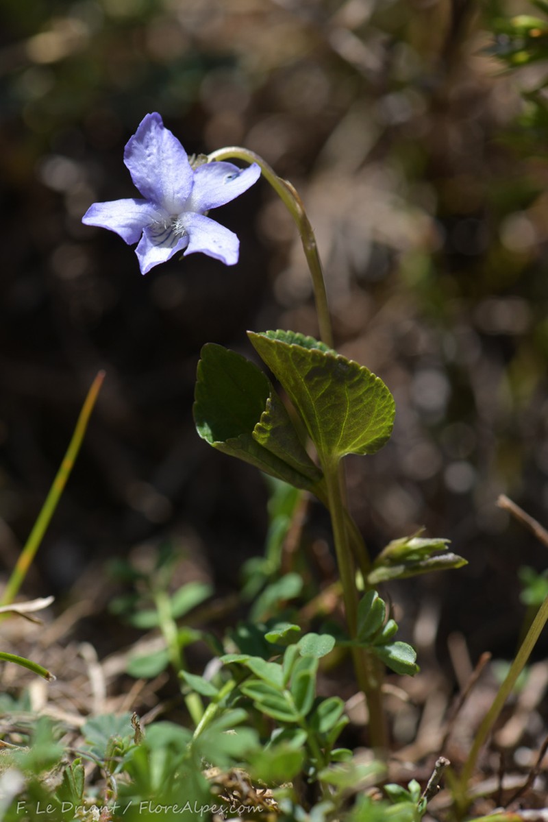 Viola laricicola photo 5