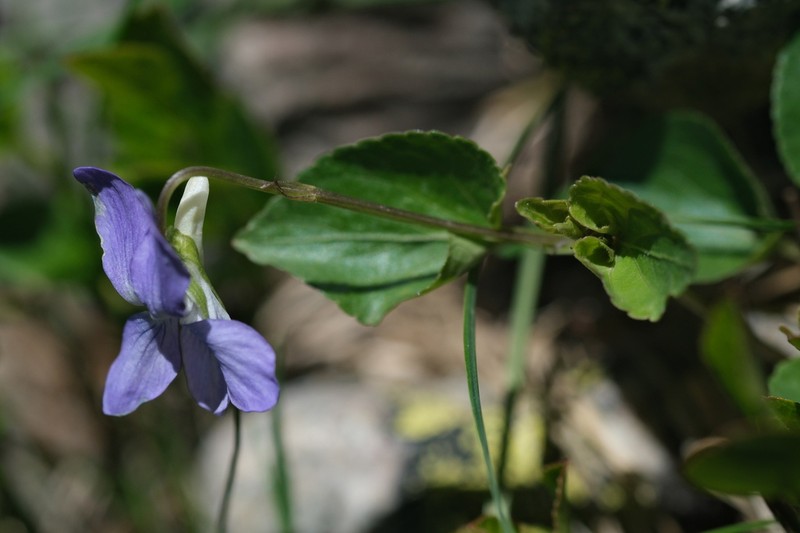Viola laricicola photo 6