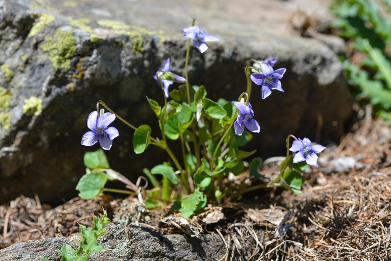 Viola laricicola photo 7