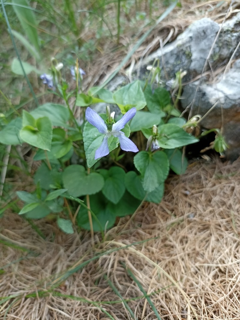 Viola laricicola photo 8
