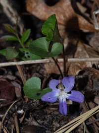 Viola latiuscula