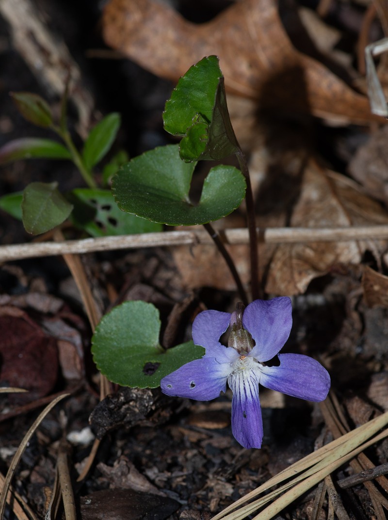 Viola latiuscula