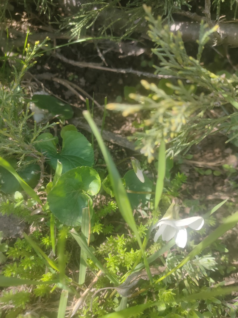 Viola latiuscula photo 2