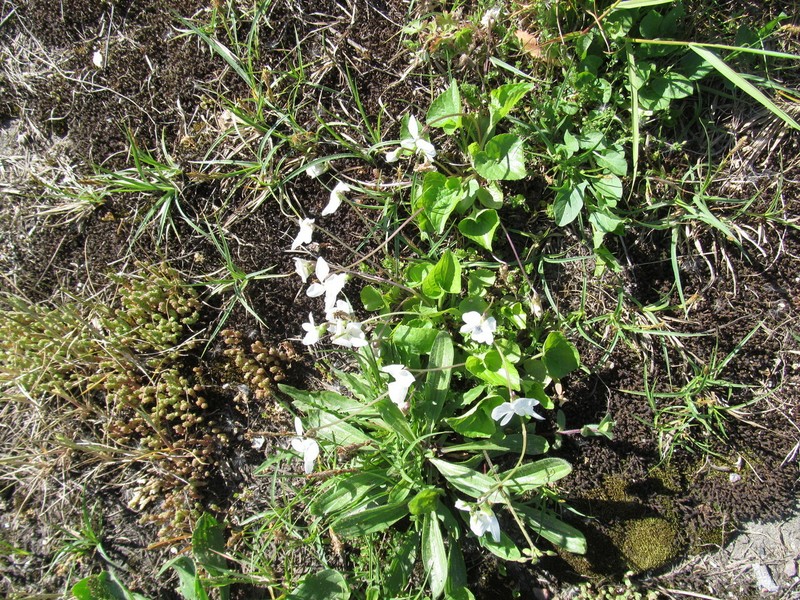 Viola latiuscula photo 3