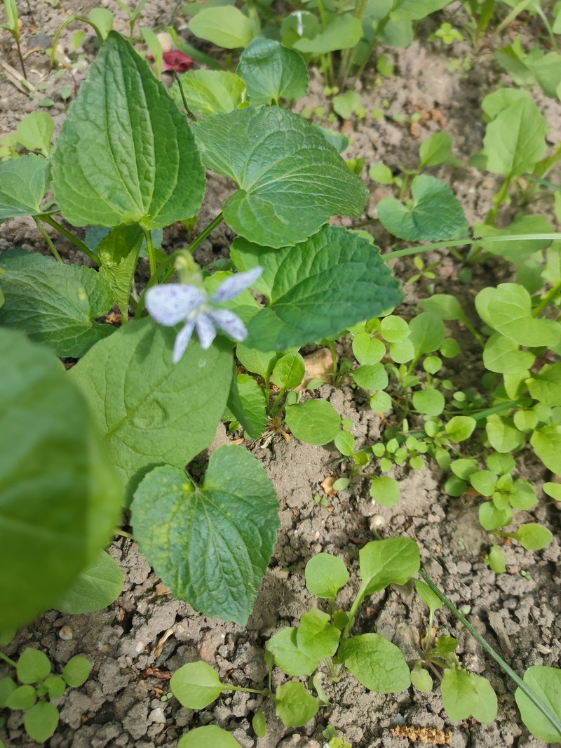 Viola latiuscula photo 4