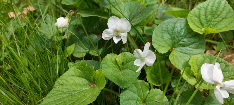 Viola latiuscula photo 5