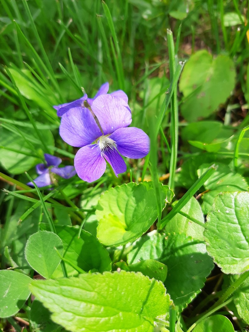 Viola latiuscula photo 6
