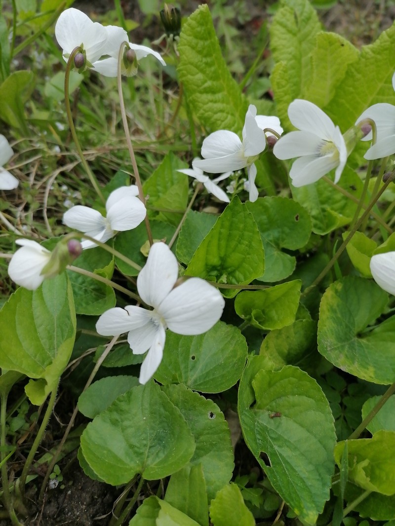 Viola latiuscula photo 7