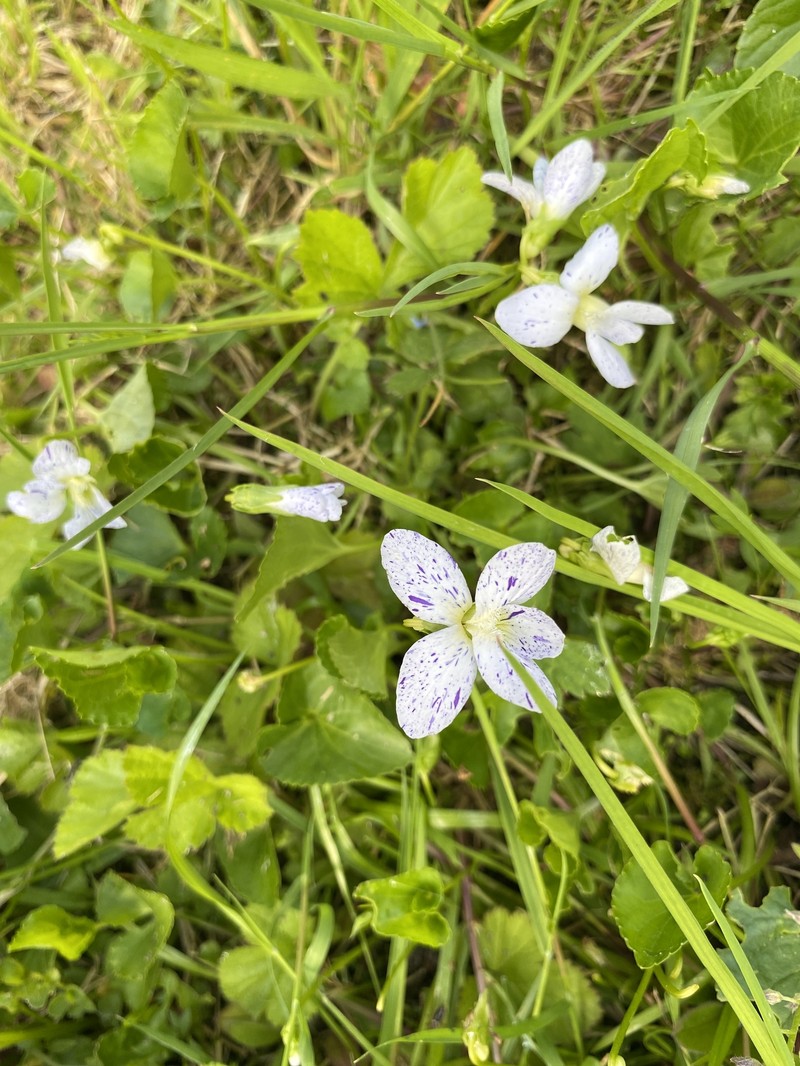 Viola latiuscula photo 8