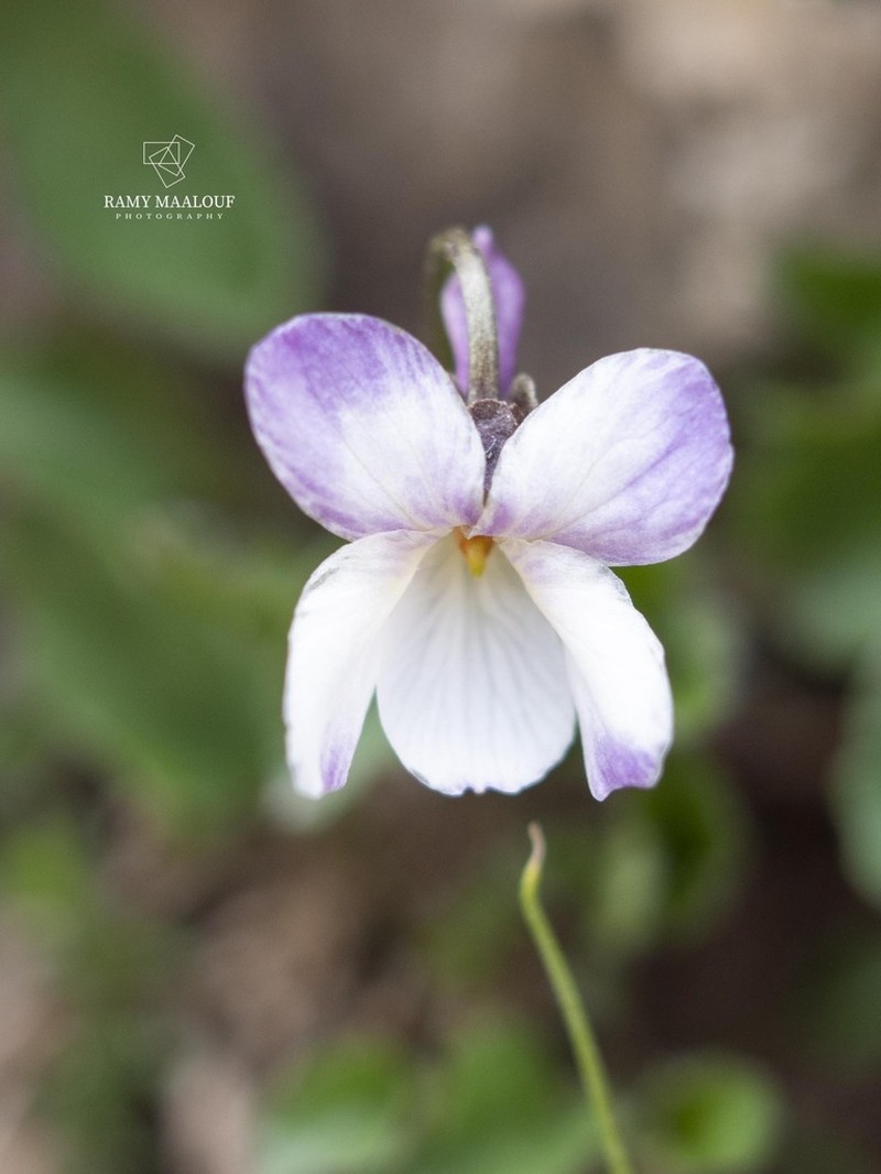 Viola libanotica photo 2