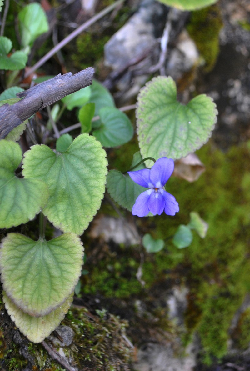 Viola libanotica photo 3