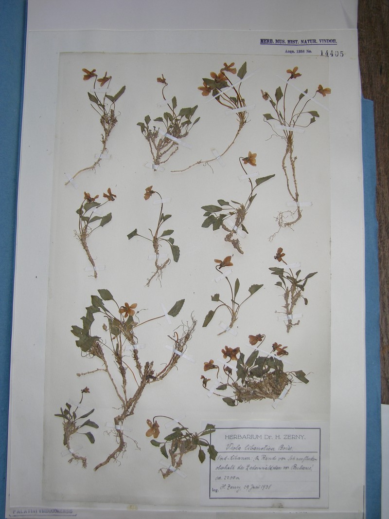 Viola libanotica