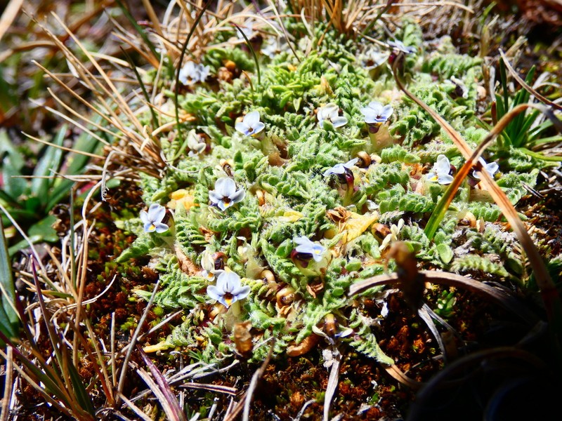 Viola lilliputana