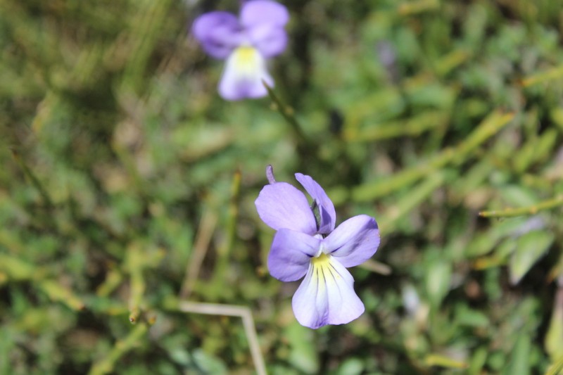 Viola limbarae