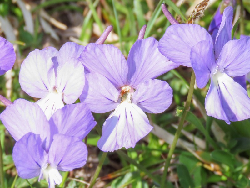 Viola limbarae photo 2
