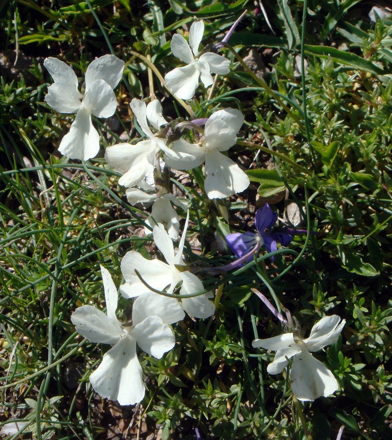 Viola limbarae photo 3