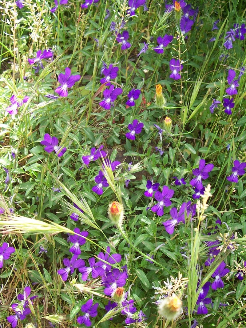 Viola limbarae photo 4
