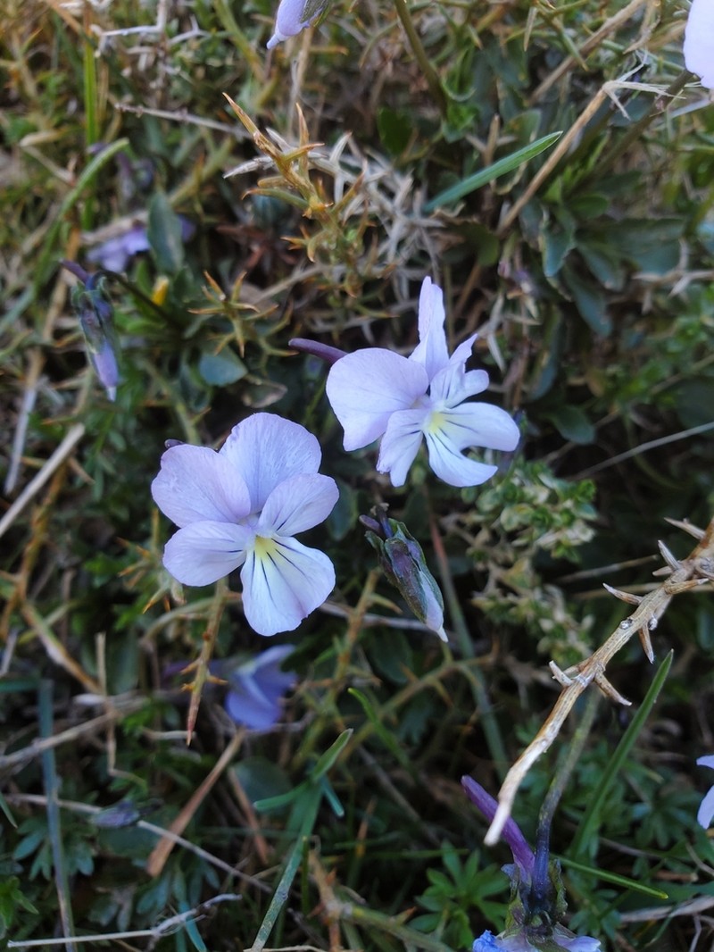Viola limbarae photo 5