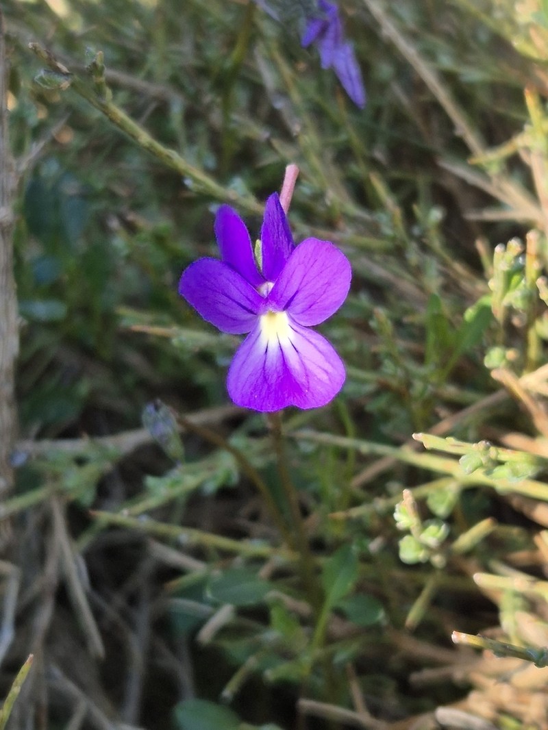 Viola limbarae photo 6