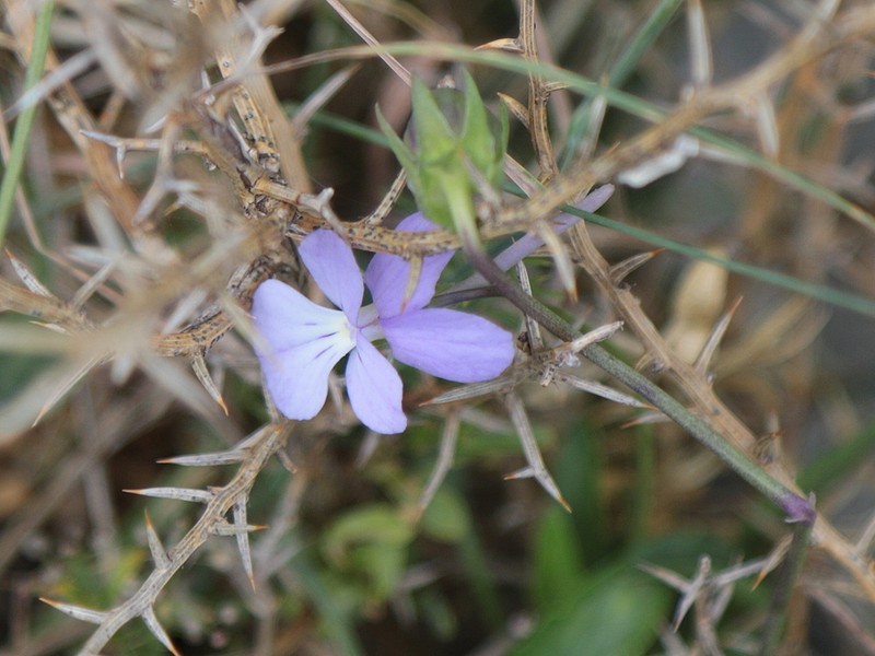 Viola limbarae photo 7