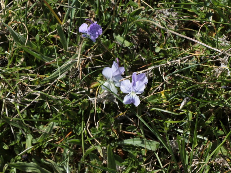 Viola limbarae photo 8