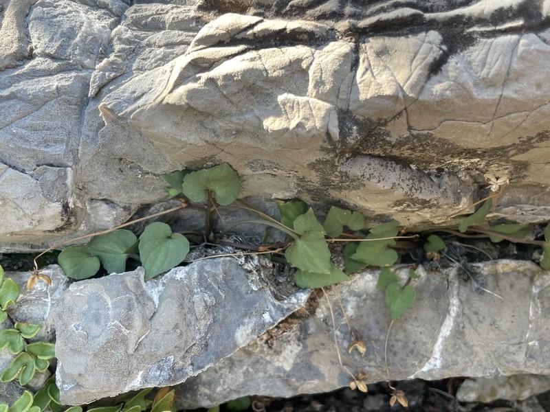 Rock Violet photo 2