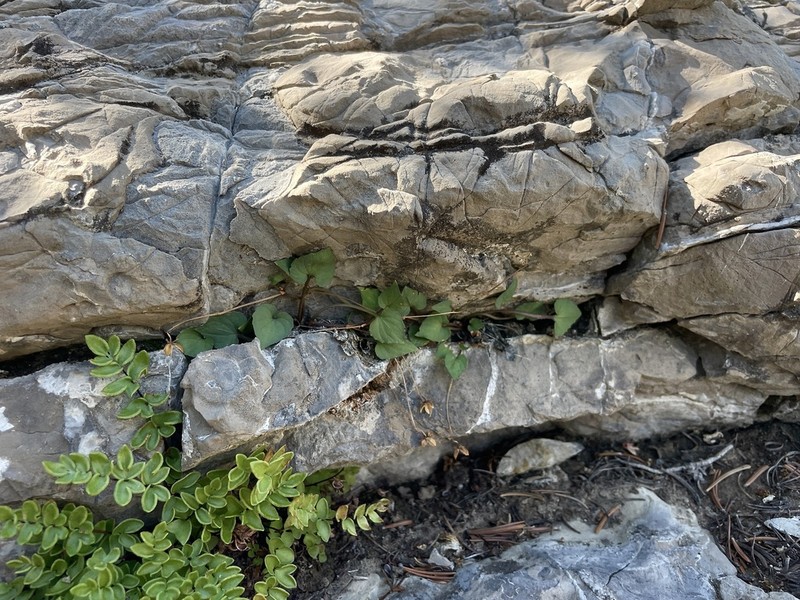 Rock Violet photo 3