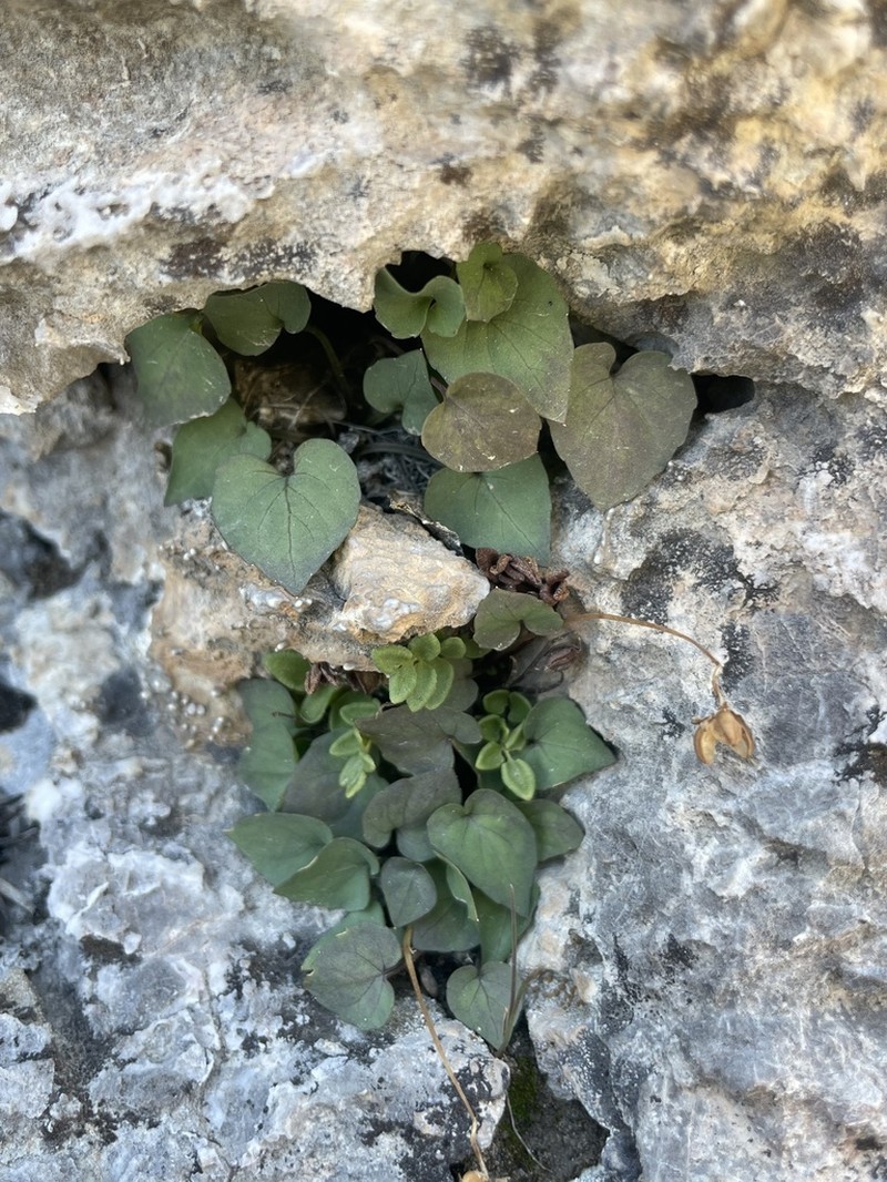 Rock Violet photo 4