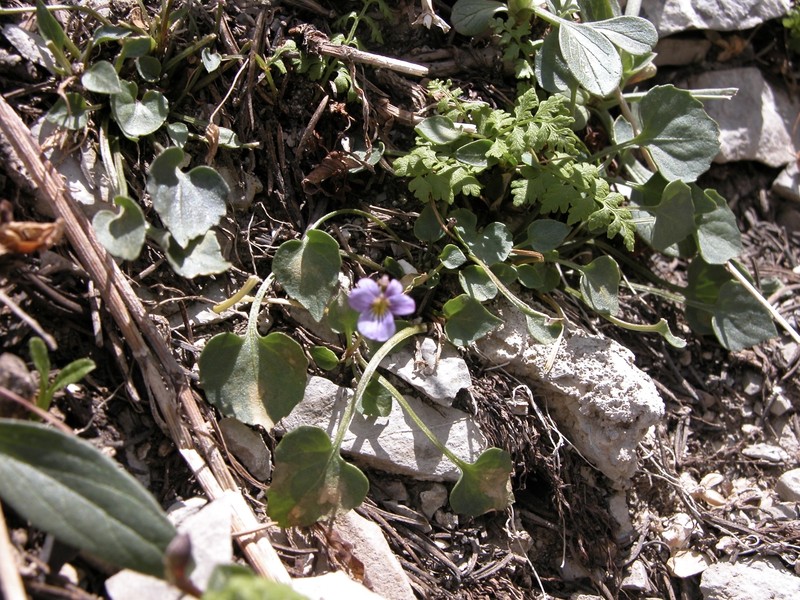 Rock Violet photo 8