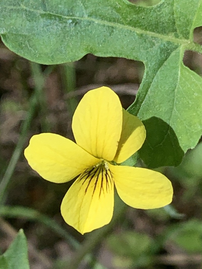 Pine Violet photo 2