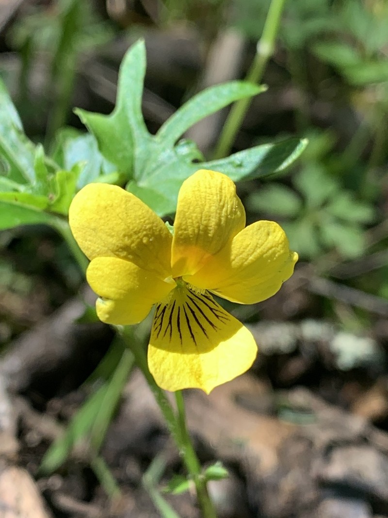 Pine Violet photo 3