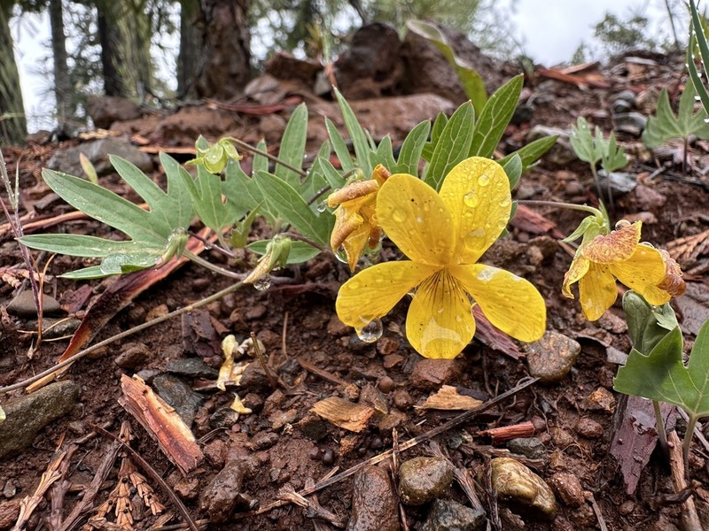 Pine Violet photo 4