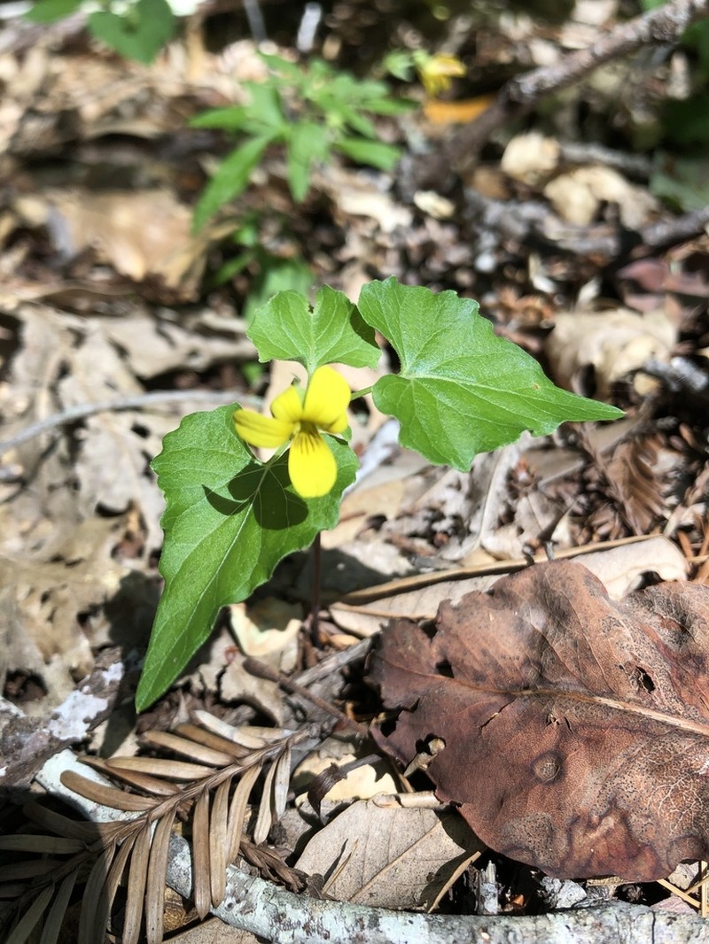 Pine Violet photo 5