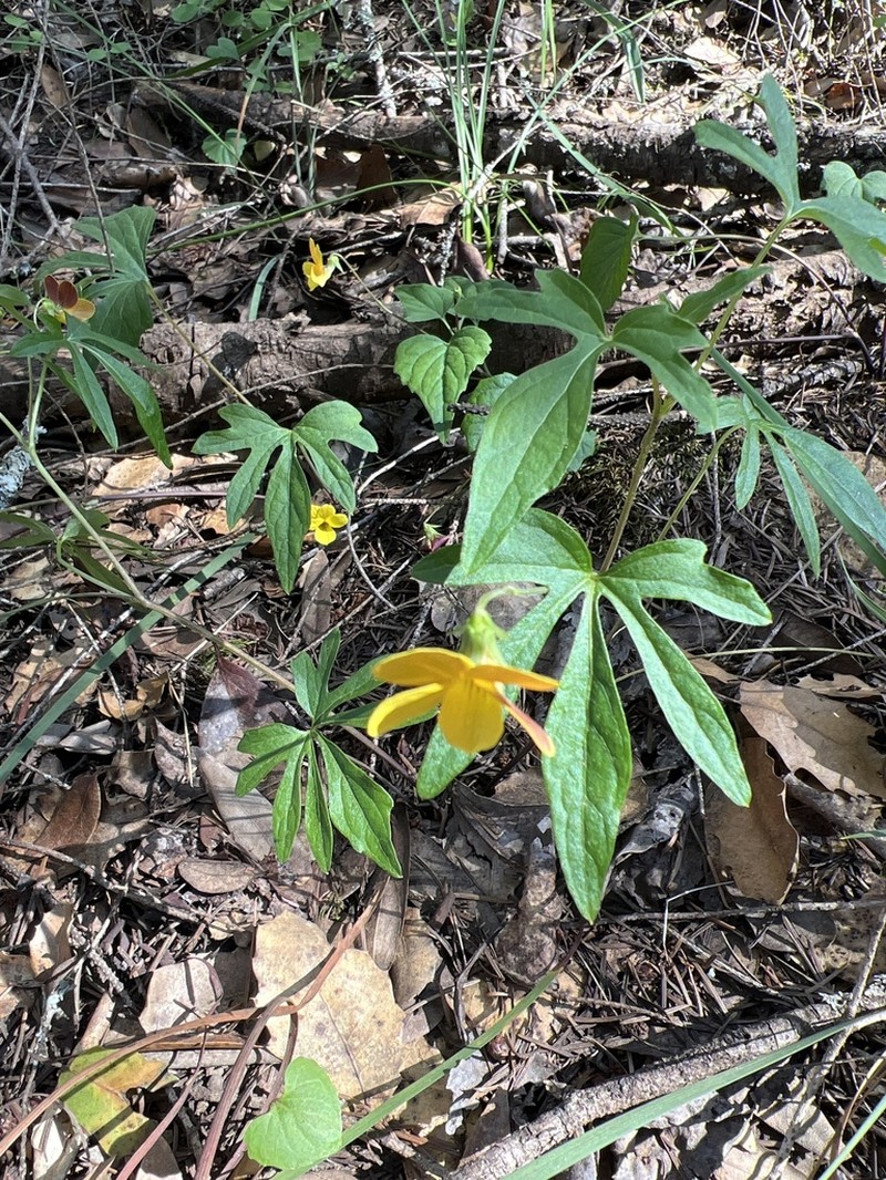 Pine Violet photo 6