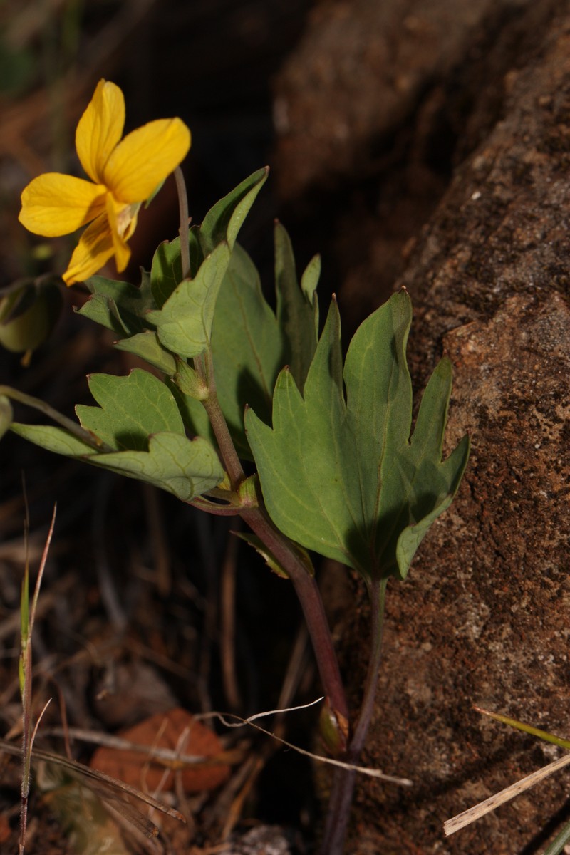Pine Violet