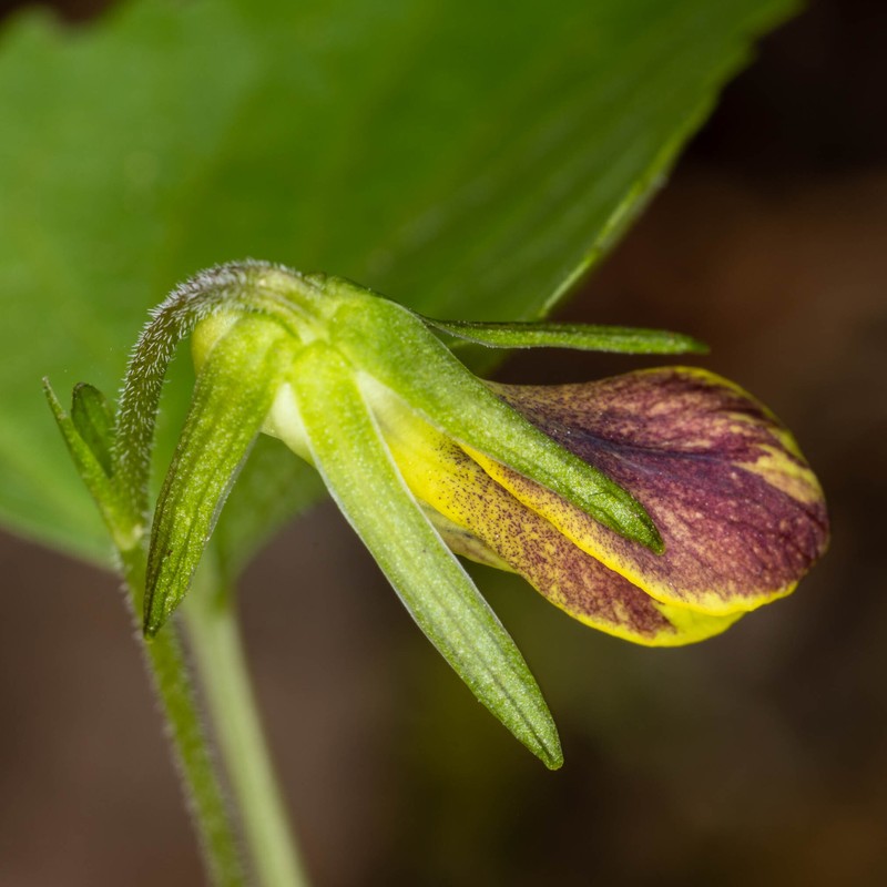 Viola lobata var. integrifolia